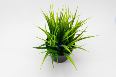 Close-up of plant against white background