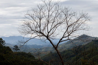 Bare tree on mountain against sky