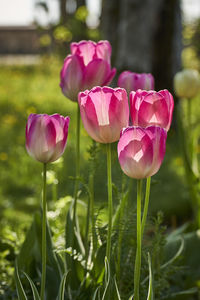 Close-up of pink lotus growing in field