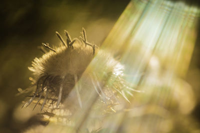 Close-up of dandelion