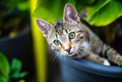 Close-up portrait of a cat