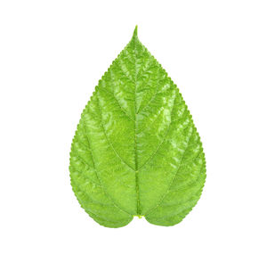 Close-up of green leaf against white background