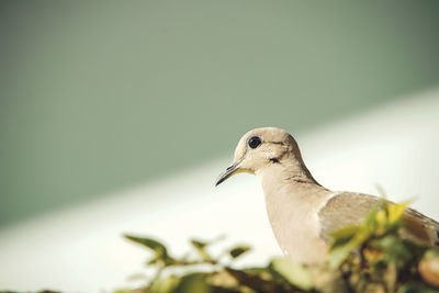 Close-up of bird perching on a plant