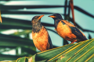 Low angle view of bird perching outdoors