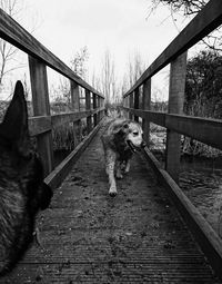 Two dogs on bridge