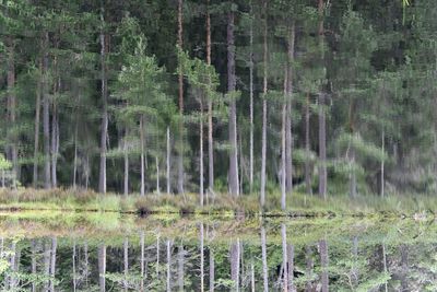 Scenic view of lake in forest