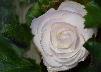 Close-up of rose