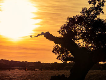 Silhouette tree against sky during sunset