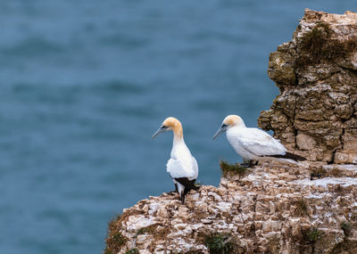 Seagull perching on rock