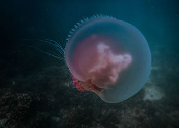 Close-up of jellyfish swimming in sea