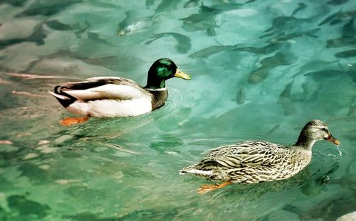 Birds swimming in lake