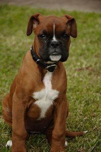 Portrait of brown boxer puppy sitting on grass