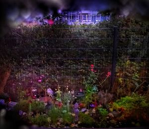 Purple flowering plants by building in city at night