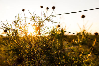 Close-up of plants against sky during sunset