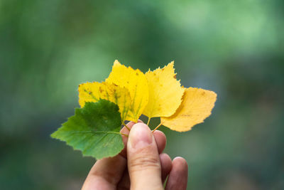 Close-up of hand holding yellow flower