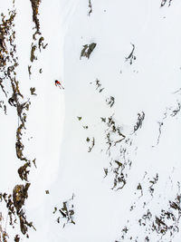 High angle view of birds on snow covered land