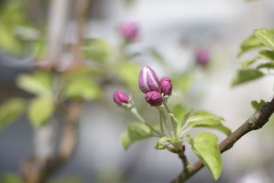 Close-up of pink flowering plant