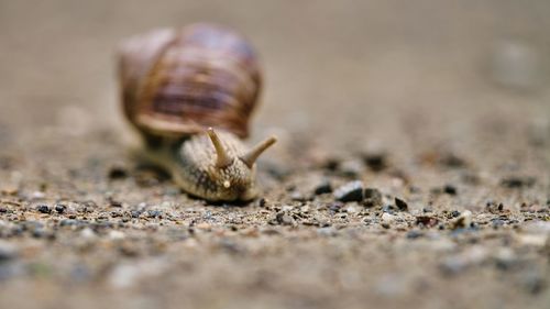 Close-up of snail on land