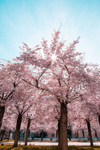 Low angle view of pink flowering tree against sky