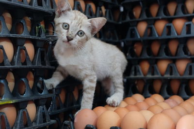 Cat on egg carton stack at store