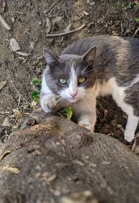 Close-up portrait of tabby cat on field