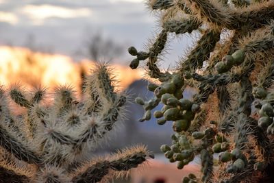 Close-up of cactus growing on tree