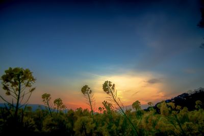 Scenic view of trees against sky at sunset