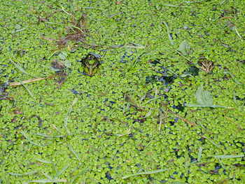 High angle view of leaf floating on water