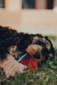 Cute two month old cockapoo puppy playing with a watermelon slice-shaped chewy toy in a garden.