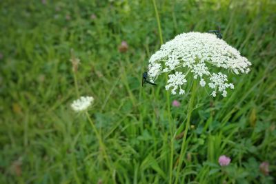 Close-up of white flowers blooming in field