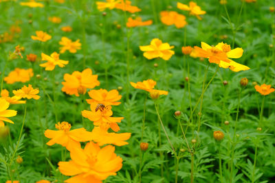 Close-up of yellow flowers on field