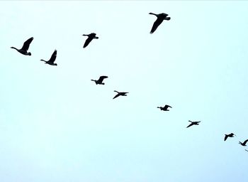 Low angle view of seagulls flying against clear sky