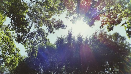 Sun shining through trees