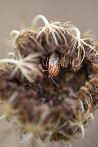 Close-up of spider on web