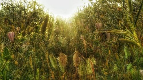 Low angle view of plants against trees