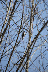 Low angle view of bird perching on bare tree