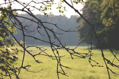 Bare branches against the sky