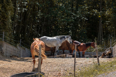 horse