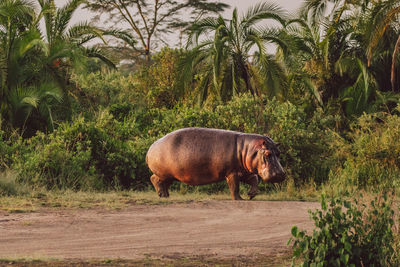 Hippos by the lake