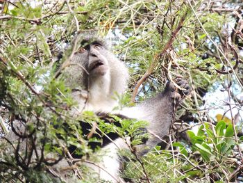 Close-up of moan monkey on tree