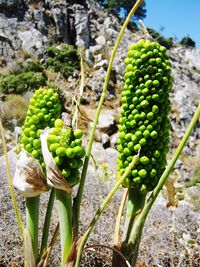 Close-up of plants growing in farm