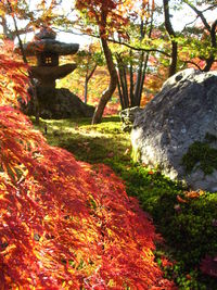 Scenic view of trees during autumn