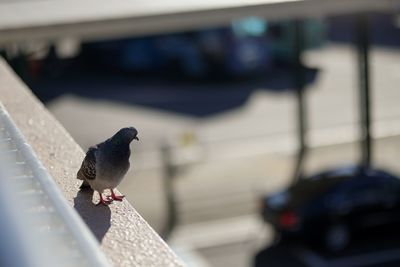 Close-up of bird perching on retaining wall