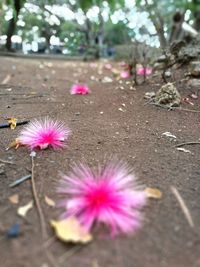 Close-up of pink crocus flowers