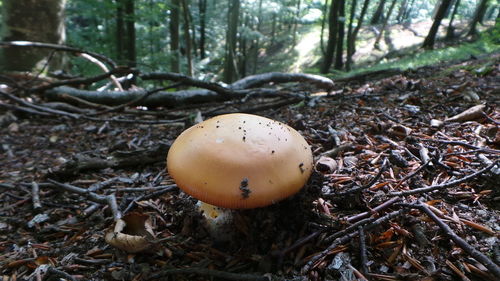 Close-up of mushroom growing in forest