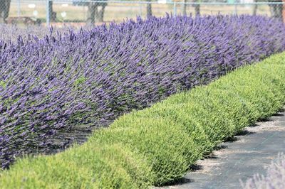 Purple flowering plants on field