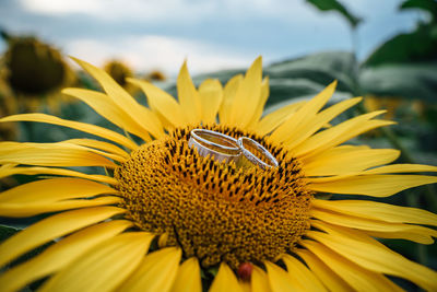 Wedding rings on sunflower detail macro