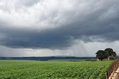 Scenic view of agricultural field against sky