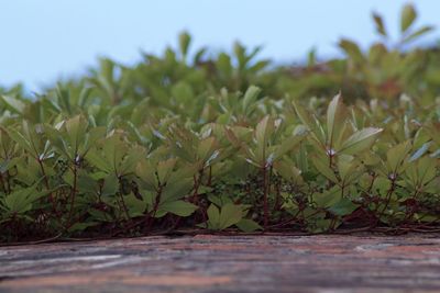 Close-up of plant growing on field