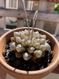 High angle view of potted plant on table